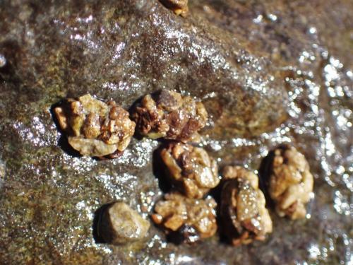Agapetus fuscipes